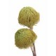 BANKSIA BAXTERII (no leaves) Basil 12"-18"- OUT OF STOCK